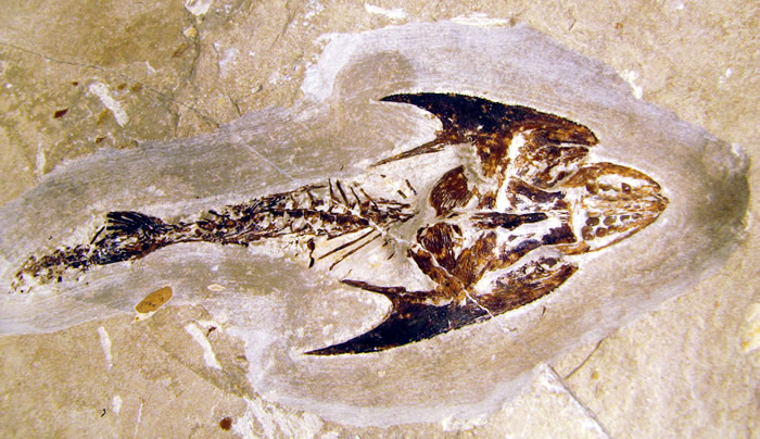 コッコドゥス : うおろぐ3