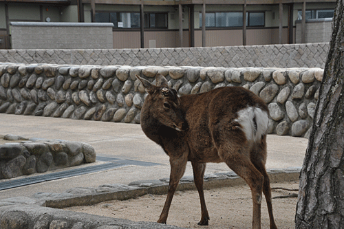 神社より穴子‥‥‥厳島神社_a0278809_14194710.gif