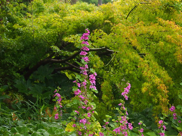 つゆの雨　　’14/06/07_d0048812_704757.jpg