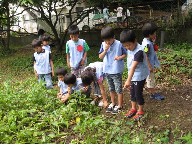 じゃがいも掘り_c0107515_147873.jpg