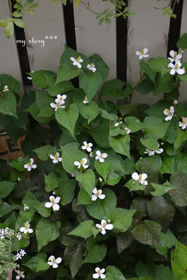 どくだみのお花 My Story どくだみのお花 My Story