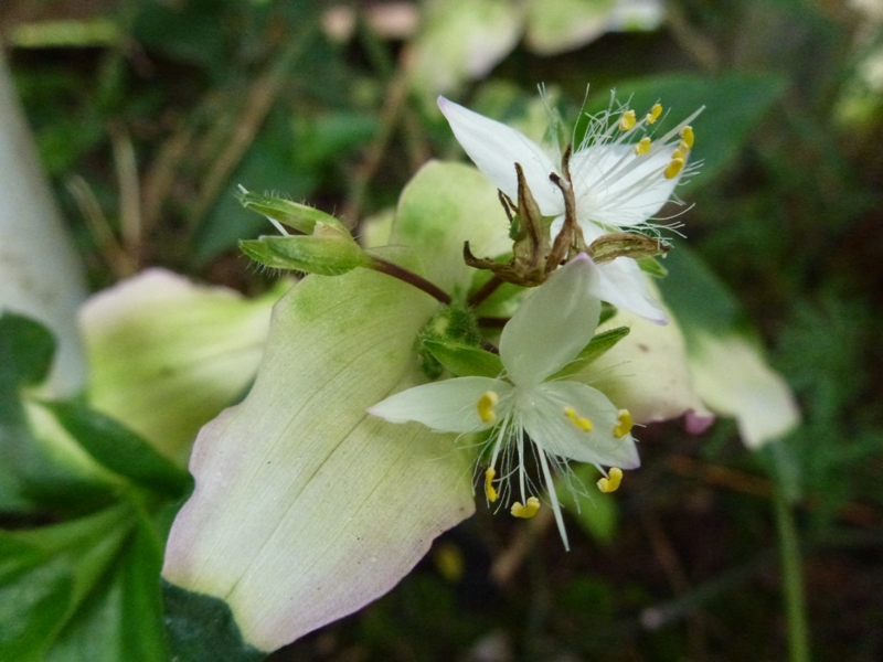 斑入りツユクサとナミアゲハ 我が家の花たち 斑入りツユクサとナミアゲハ 我が家の花たち