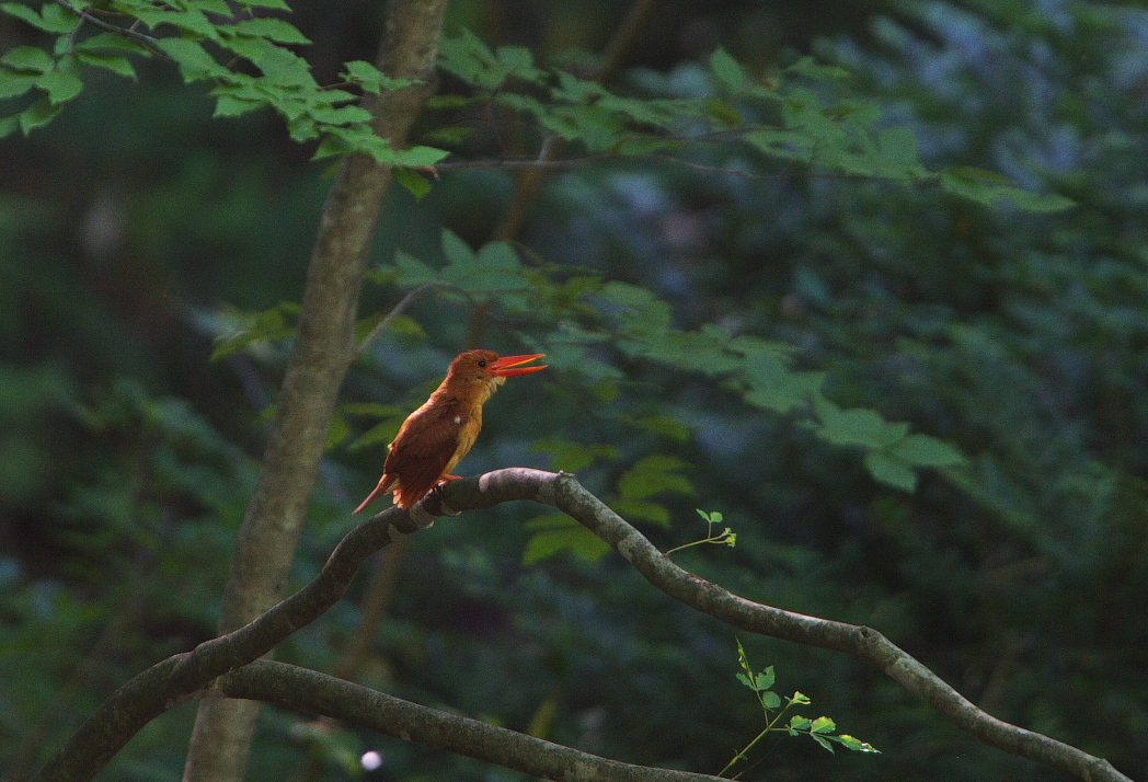 アカショウビン_f0288418_1462030.jpg