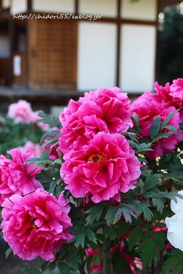 a0170321_829597.jpg