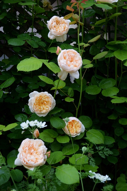 d0096422_7594986.jpg