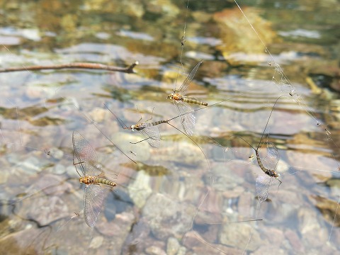 d0227723_9315915.jpg