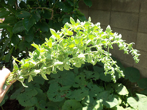 c0184125_1511941.jpg