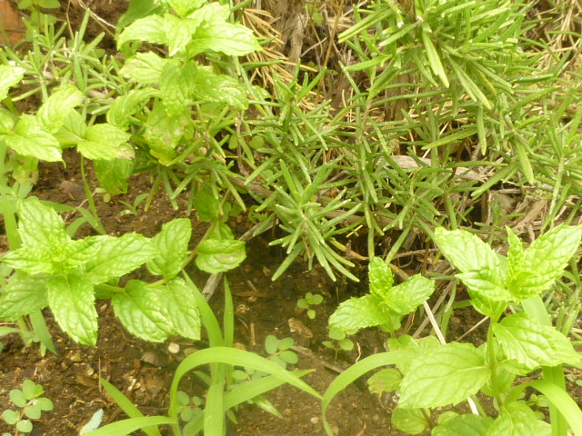 a0214927_58863.jpg