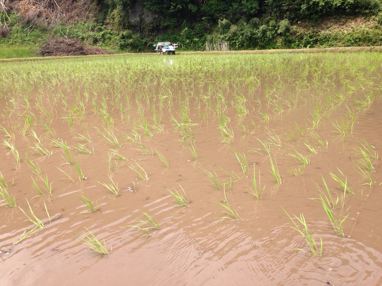 田植え終了！_b0142227_11210452.jpg