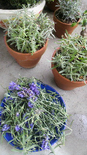 f0202427_7172621.jpg