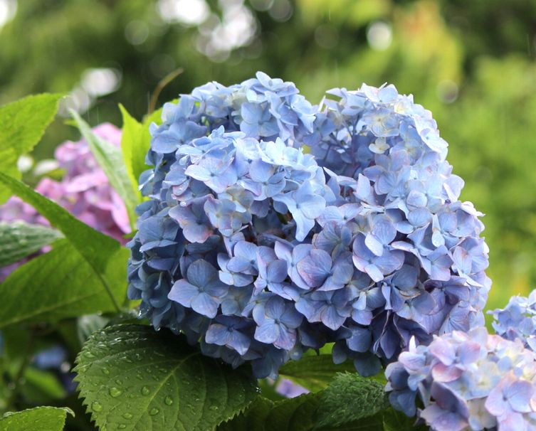 07/Jun  雨の北向地蔵と向日葵と立葵と紫陽花_e0149934_20561412.jpg