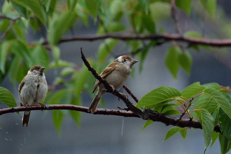 通勤鳥撮影_d0148541_20193761.jpg