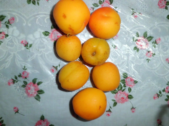 f0031546_17293519.jpg