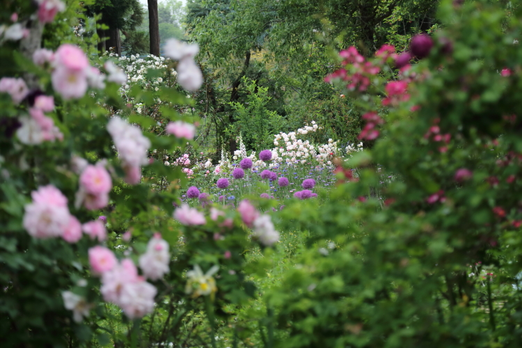 バラの咲くカフェへ・・・・・　Gaden Cafe　Green Roseさんに行ってきました。_a0258549_043327.jpg