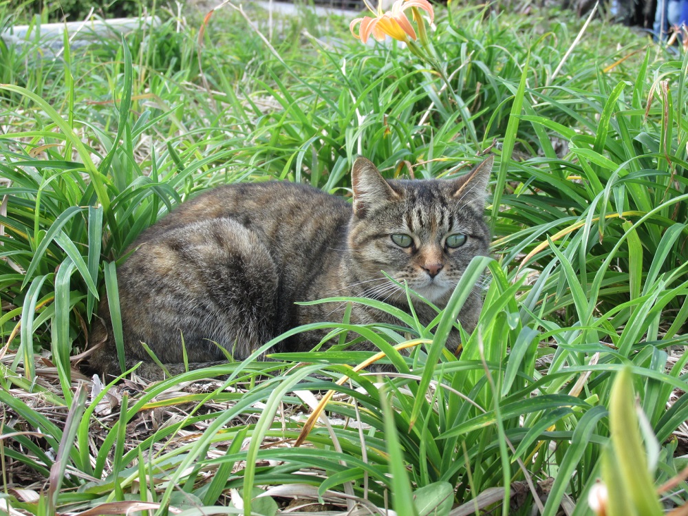 沖縄で出会った猫達（わたしのお気に入り）_a0299952_22503711.jpg