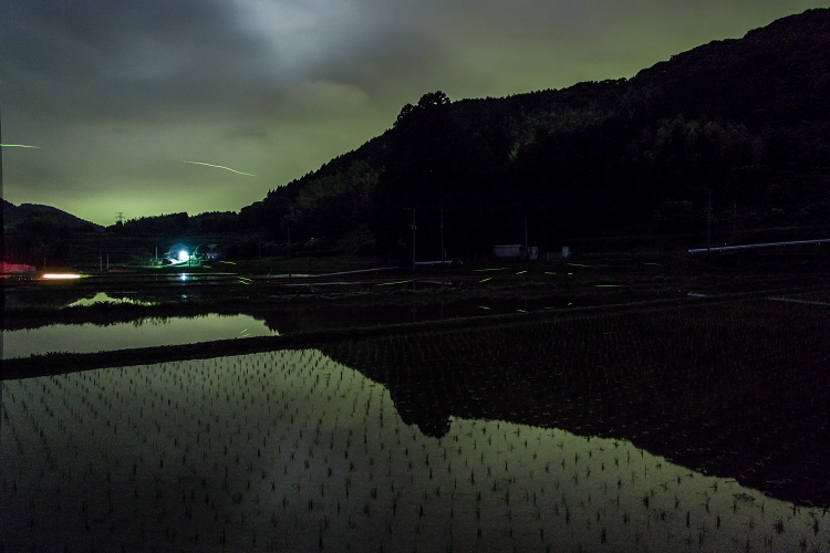 しずかな山里のホタル　2014  ～御船町水越～_b0123359_20364439.jpg