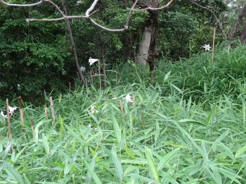 c0108460_22333293.jpg