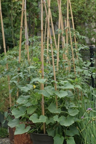 この時期の仕込みと野菜の収穫・・・・・・・・・・・♬_c0186463_17525127.jpg