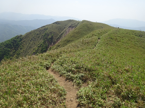 鈴鹿山系「竜ヶ岳」：草稜に映える白いヒツジの正体_c0066176_0271532.jpg