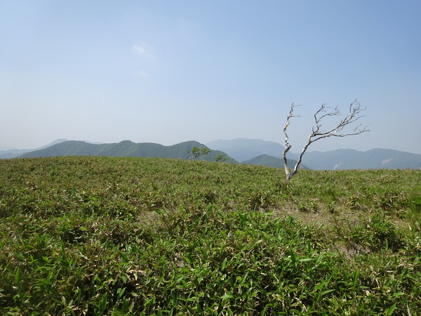 鈴鹿山系「竜ヶ岳」：草稜に映える白いヒツジの正体_c0066176_0285546.jpg