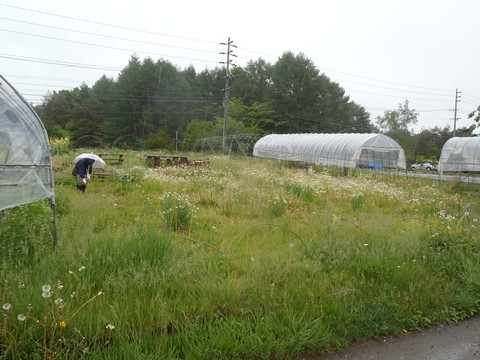 梅雨の走りの蓼科_f0052277_0365866.jpg