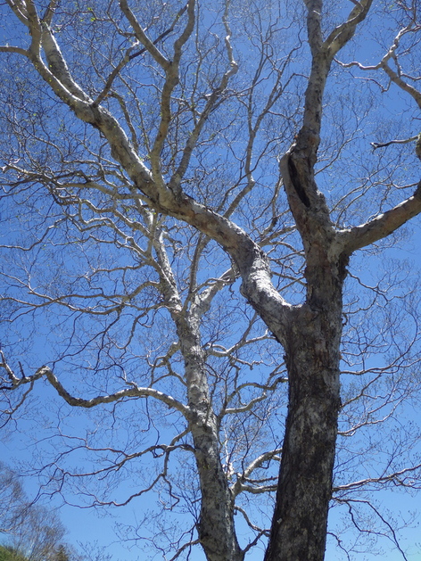a0094280_16019.jpg