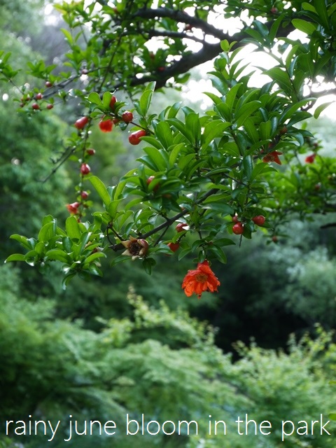 水無月、雨月の花_a0147281_15442572.jpg