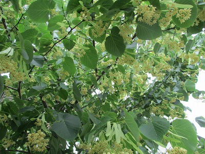 菩提樹の花・庭のばら : 出来るかな日記6