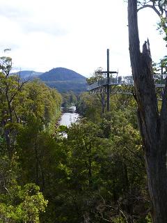 TAS（3日目）＠Huon Valler,Tahune Forest_a0287589_2025643.jpg