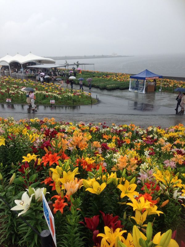 雨の中の舞洲ゆり園 シュンパパのまあ ええやん