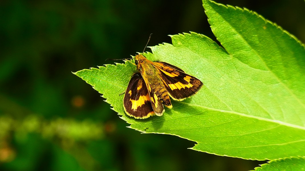 a0152692_18253020.jpg