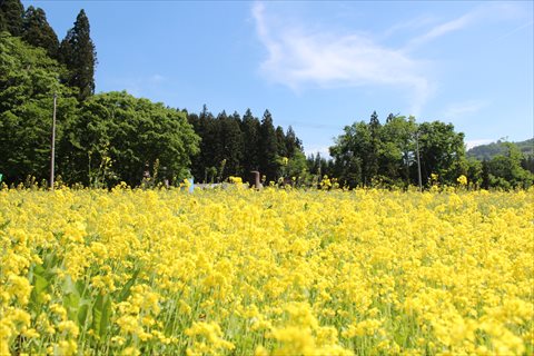 今年最後の菜の花畑で。_a0138198_21512871.jpg