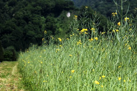 今年最後の菜の花畑で。_a0138198_21513143.jpg