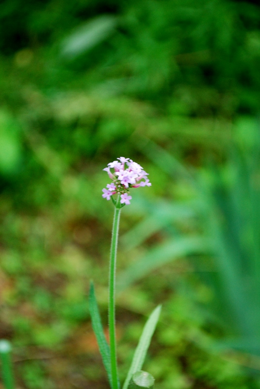 e0025300_2135740.jpg