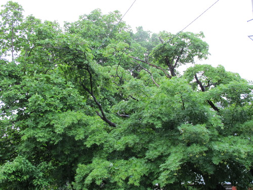 雨上がりの朝の散歩で、ツユクサ・バラ・新緑の若葉が心を癒す：６月８日・・・４_c0075701_1115256.jpg