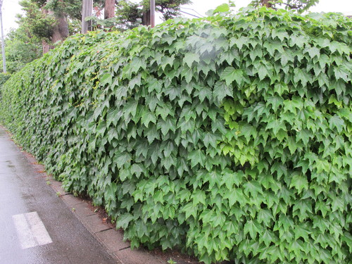 雨上がりの朝の散歩で、ツユクサ・バラ・新緑の若葉が心を癒す：６月８日・・・４_c0075701_11153337.jpg