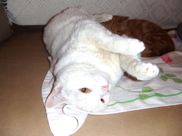 c0062603_540455.jpg