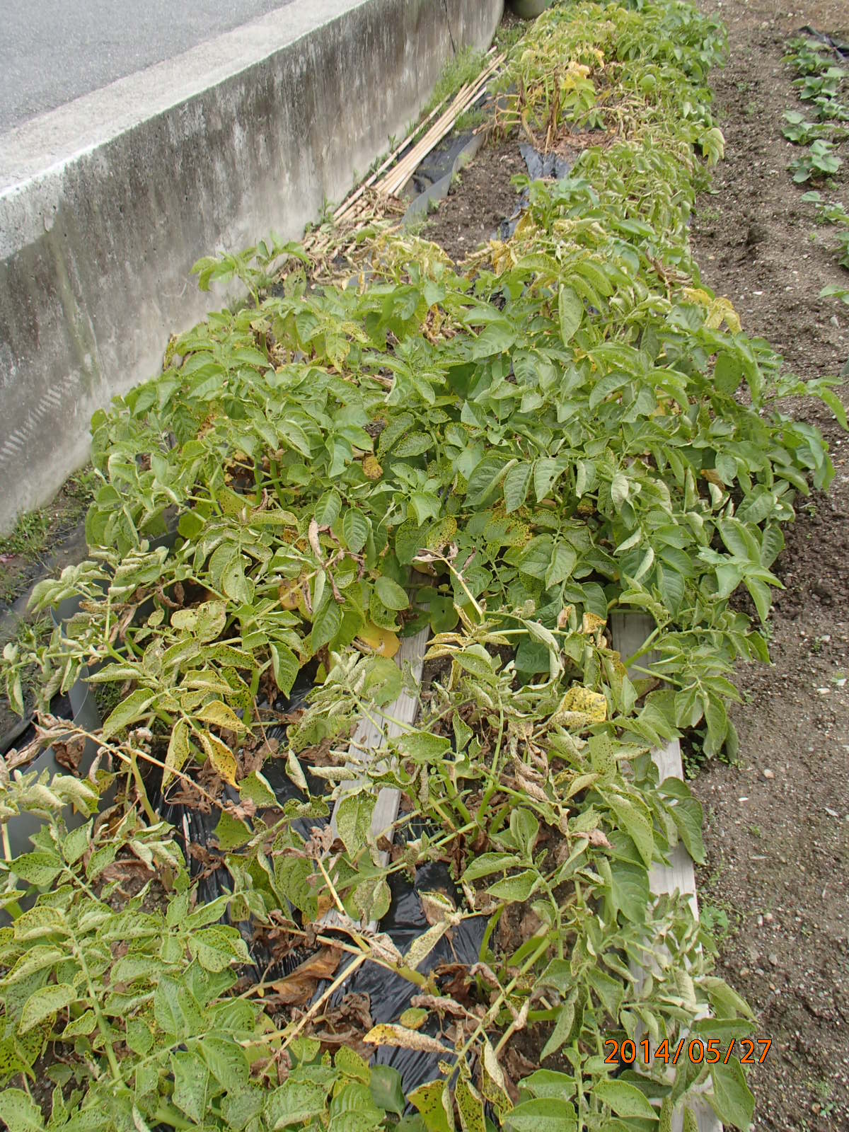 c0165909_12295410.jpg