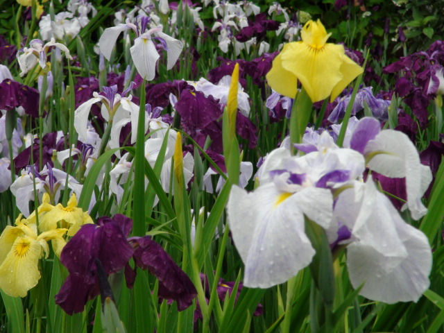 新居浜市の花菖蒲祭2014…2014・6・8_f0231709_19484979.jpg