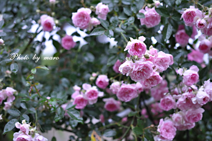 薔薇 芽衣 と ジギタリス コーヒークリーム♪♪_e0160417_1012998.jpg