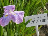 リベンジの運動会　＆　水月公園の花菖蒲_c0133422_23235523.jpg