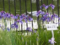 リベンジの運動会　＆　水月公園の花菖蒲_c0133422_23264283.jpg