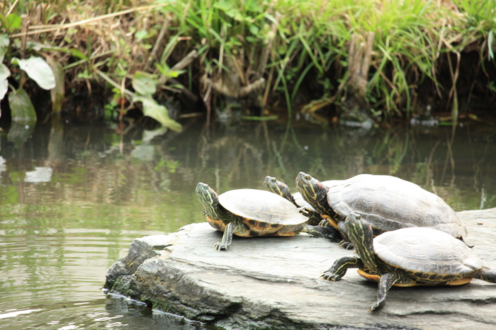 「カルガモ」のいる公園。_a0214329_14463920.jpg