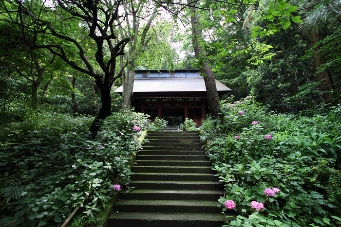 鎌倉散歩　#45 －初夏の松葉谷のお寺巡り（妙法寺・後編）－_b0169330_1682824.jpg