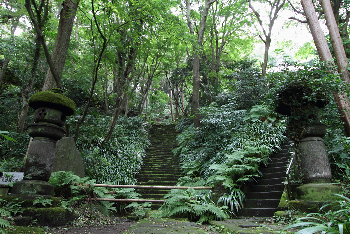 鎌倉散歩　#45 －初夏の松葉谷のお寺巡り（妙法寺・後編）－_b0169330_1746982.jpg