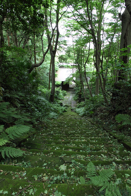 鎌倉散歩　#45 －初夏の松葉谷のお寺巡り（妙法寺・後編）－_b0169330_17471929.jpg