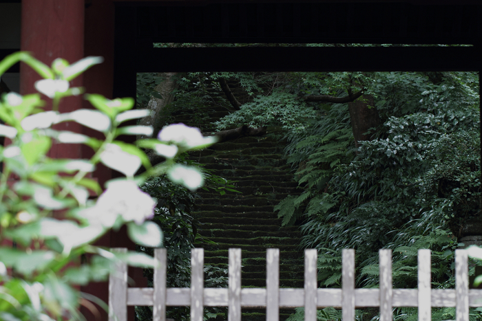 鎌倉散歩　#45 －初夏の松葉谷のお寺巡り（妙法寺・後編）－_b0169330_213034100.jpg