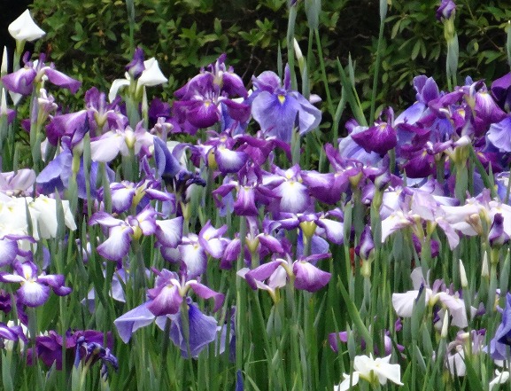 平安神宮 神苑の花菖蒲 彩の気まぐれ写真