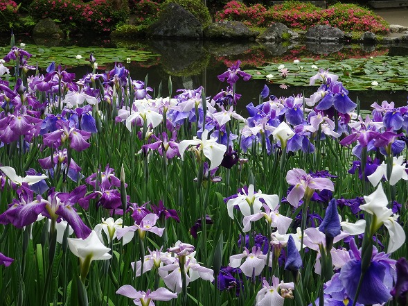 平安神宮 神苑の花菖蒲 彩の気まぐれ写真