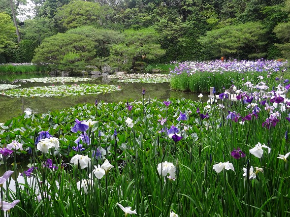 平安神宮 神苑の花菖蒲 彩の気まぐれ写真